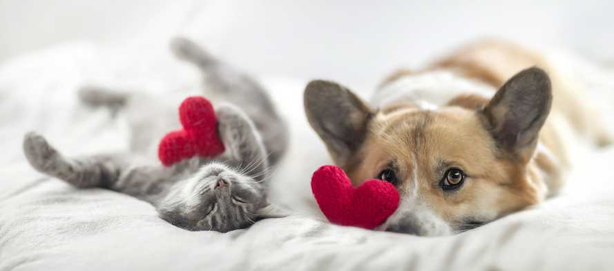 How to Save on Pet Care Costs