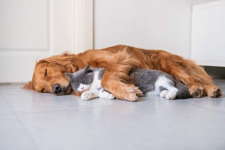 Save Money on Pricey Pet Care Costs